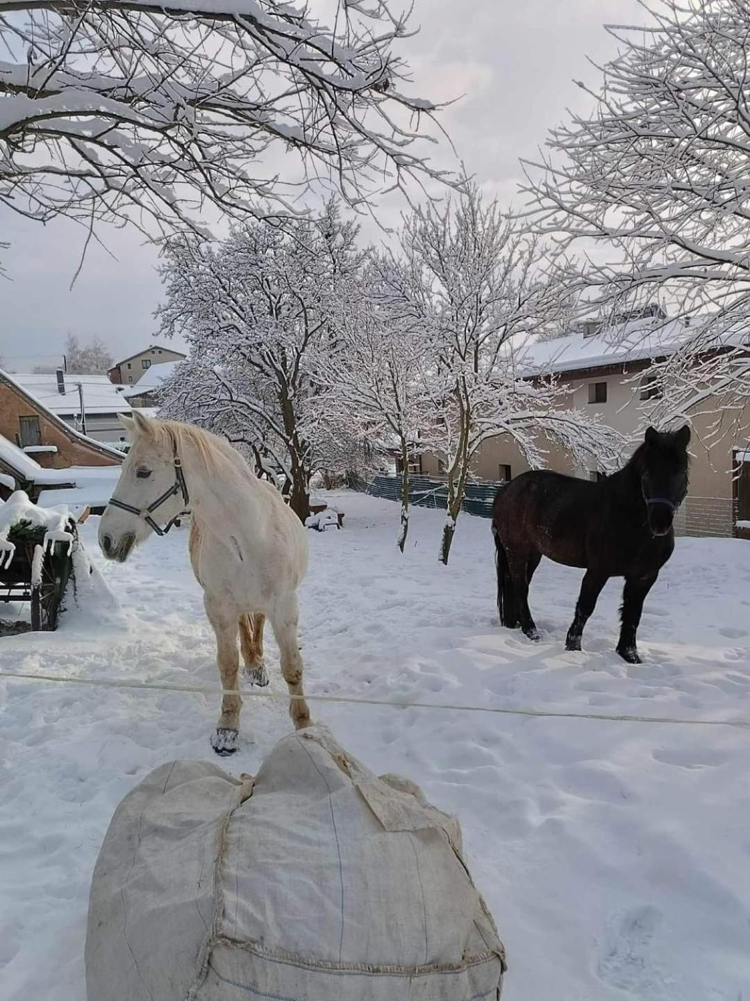 Отель Pezion Limbovy Dvor Врбов Экстерьер фото